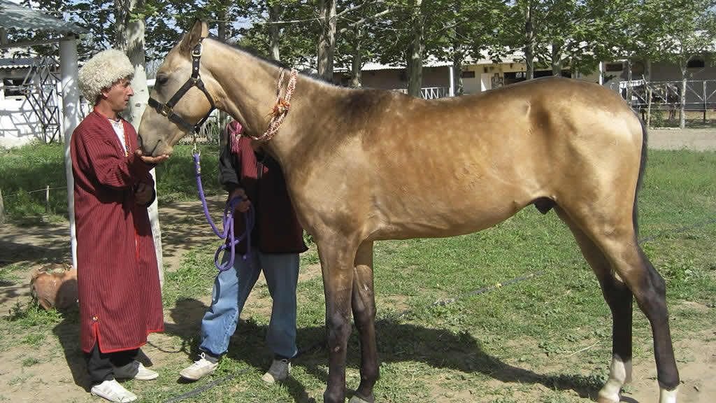 8 Horse Breeds That Hate the Cold (More Than You Do)