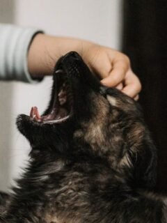 You're Probably Petting Your Dog Wrong: Here's What They Really Love