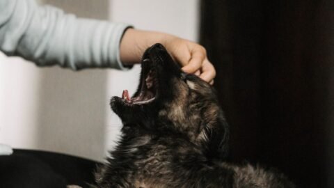 You're Probably Petting Your Dog Wrong: Here's What They Really Love
