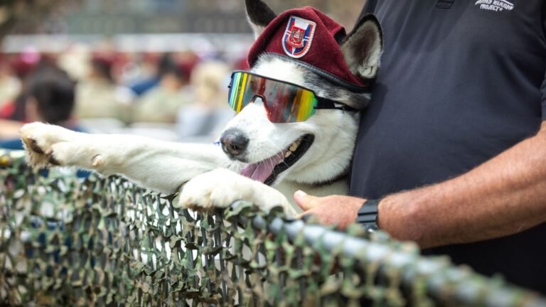You're Not Spoiling Your Dog by Doing These 5 Loving Things