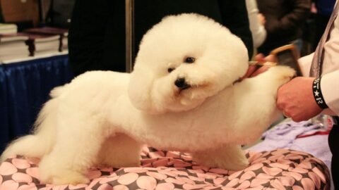 6 Dog Breeds Groomers Quietly Avoid Owning Themselves