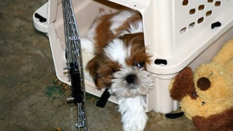 6 Crate Training Myths Vets Wish Owners Would Stop Believing