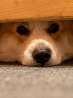 6 Everyday Sounds That Can Secretly Stress Out Your Dog