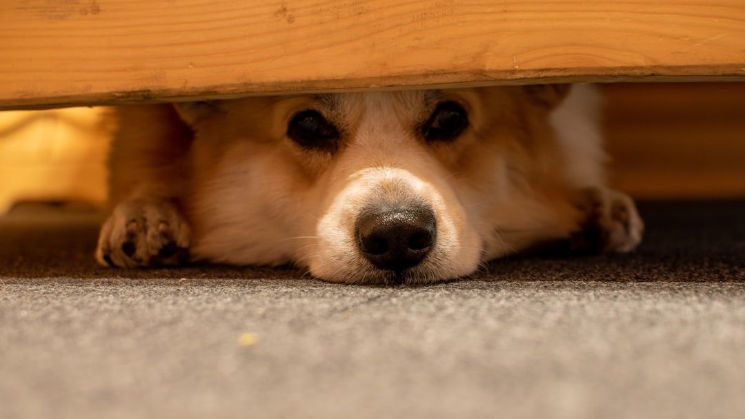 6 Everyday Sounds That Can Secretly Stress Out Your Dog