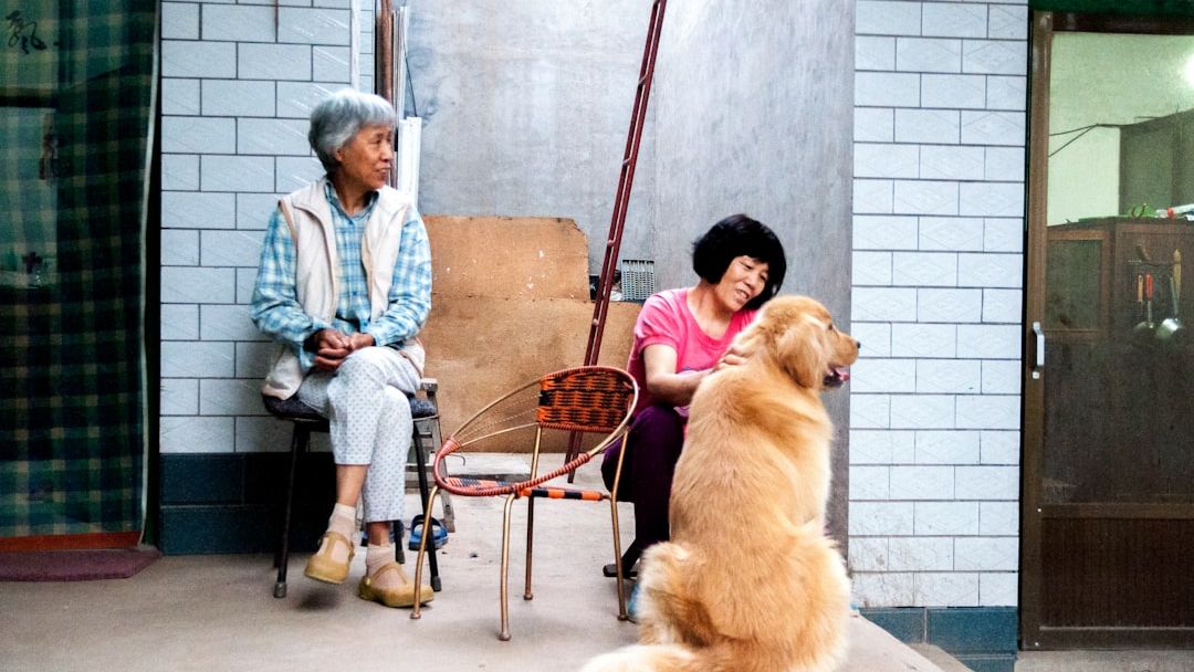 Stop Believing These 5 Myths About Senior Dogs' Energy Levels