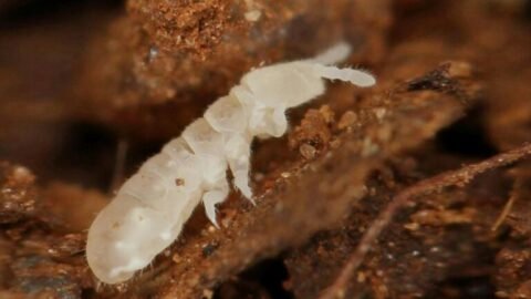 Pesticides found in 70% of European soils, harming beneficial life: Study