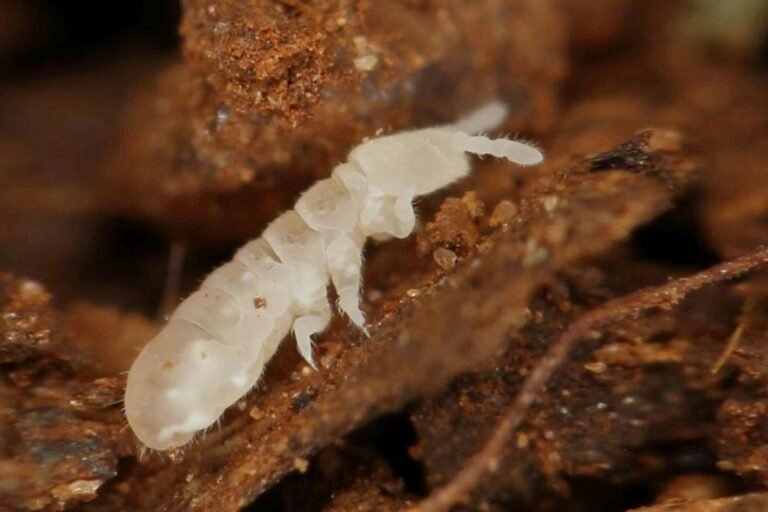 Pesticides found in 70% of European soils, harming beneficial life: Study