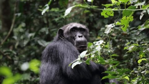 Risk-taking comes earlier in chimpanzees than in humans, study finds