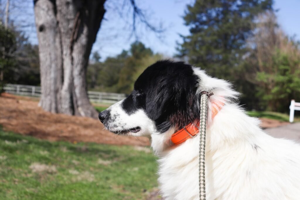 How To Foster Dogs: Open Your Home, Save A Life