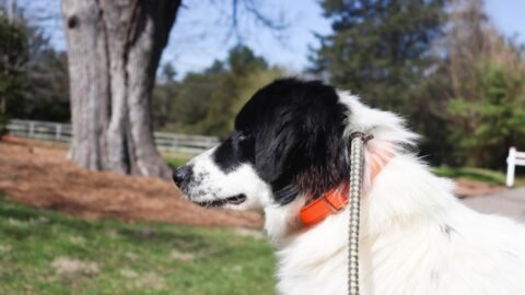 How To Foster Dogs: Open Your Home, Save A Life