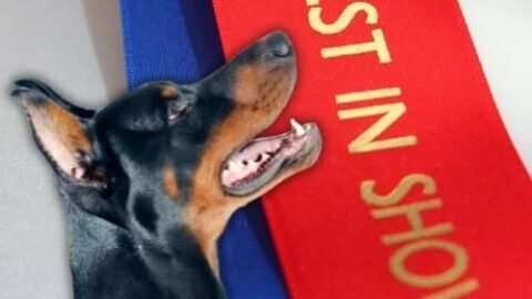 6 Fun Facts About Best in Show Winner Penny the Doberman Pinscher