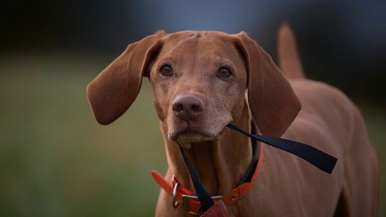 "Velcro" Dog Breeds That Never Leave Your Side