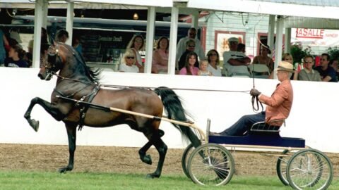 6 Beginner-Friendly Horse Breeds Trainers Actually Trust