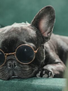 6 Dog Breeds That Are Surprisingly Good with Backyard Wildlife (No Chasing!)