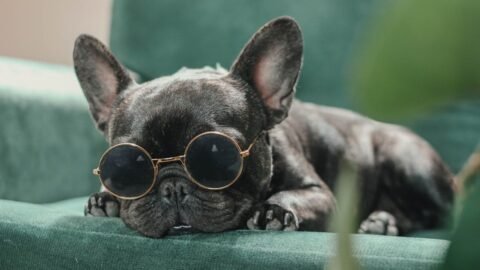 6 Dog Breeds That Are Surprisingly Good with Backyard Wildlife (No Chasing!)