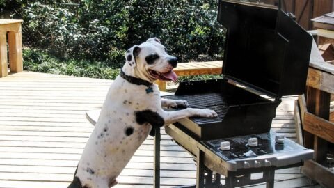 6 Things Your Dog Absolutely Loves to Hear You Say (And Why)