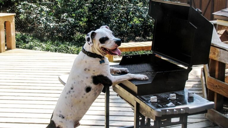 6 Things Your Dog Absolutely Loves to Hear You Say (And Why)