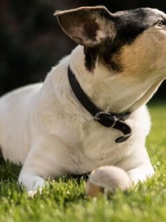 7 Dog Breeds With Barking That Drive You Nuts (And 5 With Calmer Behavior)