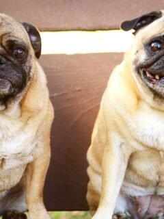 6 Worst Dog Breeds For Those Wanting an Active Dog