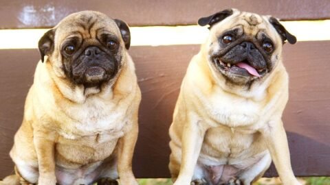 6 Worst Dog Breeds For Those Wanting an Active Dog