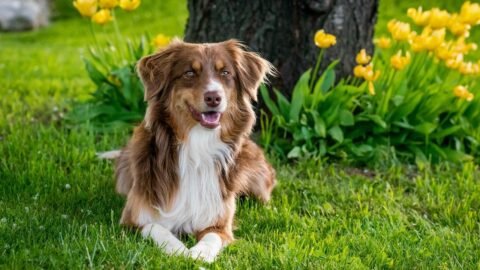 6 High Strung Dog Breeds Senior People Should Avoid Completely