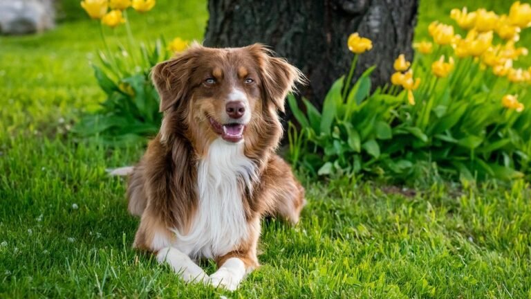 6 High Strung Dog Breeds Senior People Should Avoid Completely