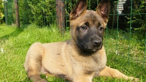 The Zodiac Signs That Would Bond Well With a Belgian Malinois