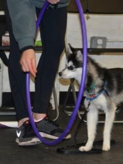 6 Important Socialization Tips for a Happy, Well-Adjusted Puppy