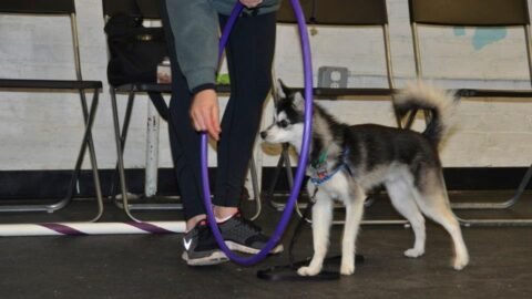 6 Important Socialization Tips for a Happy, Well-Adjusted Puppy