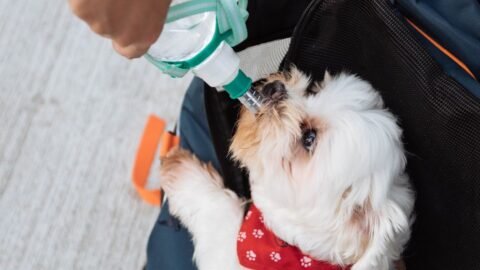 Stop Missing These 4 Early Warning Signs of Doggy Health Issues