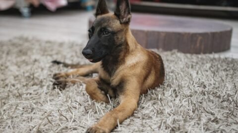 Why A Belgian Malinois Is The Worst Dog For People Wanting A Calm Indoor Dog