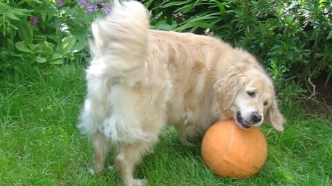 6 Dog Breeds with the Wiggliest Butts That Will Melt Your Heart