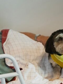 7 Ways to Make Your Dog's Senior Years the Happiest They've Ever Had