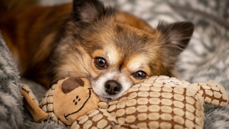 6 Worst Dog Breeds For Farm Owners Needing An Outdoor Dog