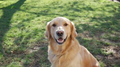 6 Worst Dog Breeds For Those Who Want a Guard Dog