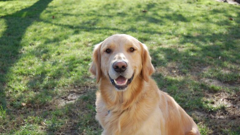 6 Worst Dog Breeds For Those Who Want a Guard Dog