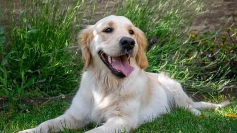 6 Dog Breeds With The Worst Destructive Tendencies