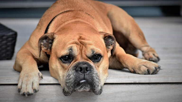 6 Secret Signals Your Dog Uses to Tell You They're Feeling Under the Weather