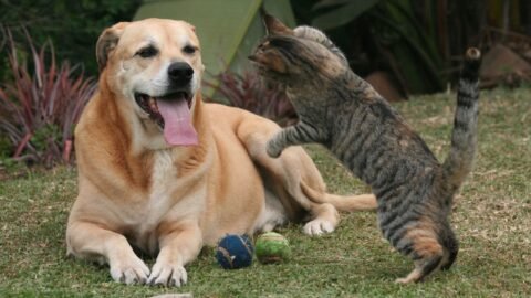 8 Dogs That Get Along Great With Cats (And 5 That Will Chase Them Forever)