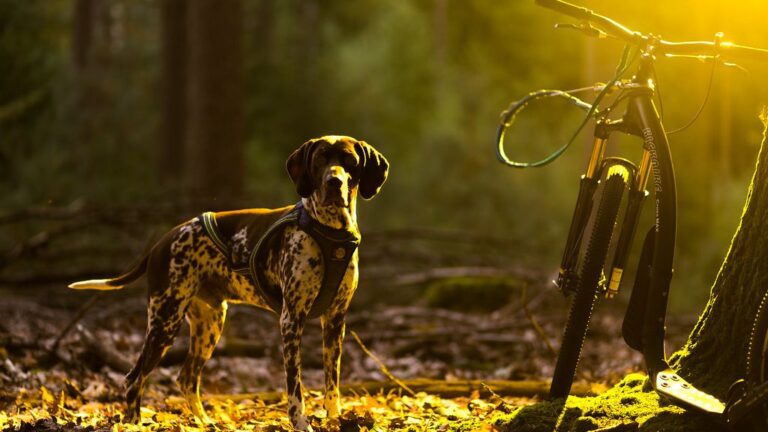 6 Surprising Dog Breeds That Are Prone to Separation Anxiety (And What To Do)