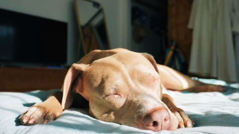 Your Dog's Favorite Nap Spot Can Tell You a Lot About Their Comfort