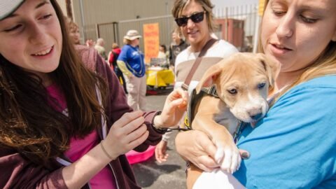 How to Deal With Puppy Blues