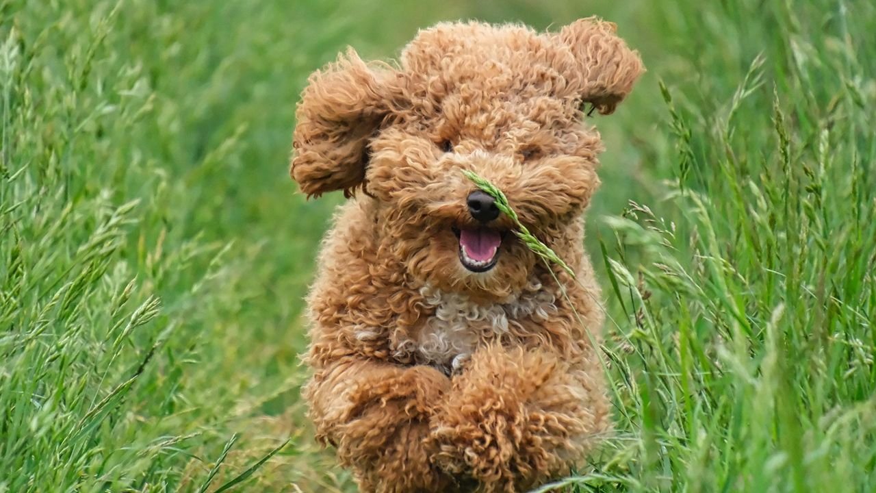 The Smartest Dog Breeds That Could Probably Outsmart You