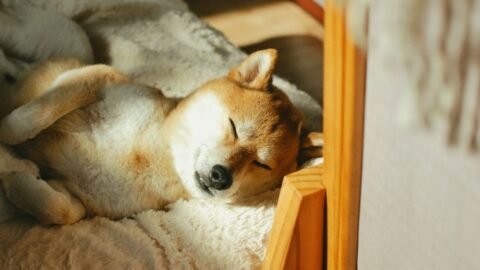 Dogs Thrive on Routine and Predictability for a Sense of Security