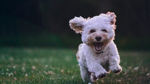 Your Dog's Happy Dance When You Get Home Is Pure, Unconditional Love