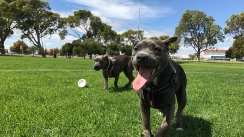 You Can Teach an Old Dog New Tricks: It's Never Too Late to Learn!