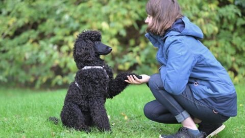 A Well-Exercised Dog Is a Happier, More Content Companion