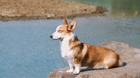 Dogs Often Mirror Our Energy Levels, So Stay Calm for a Calm Dog