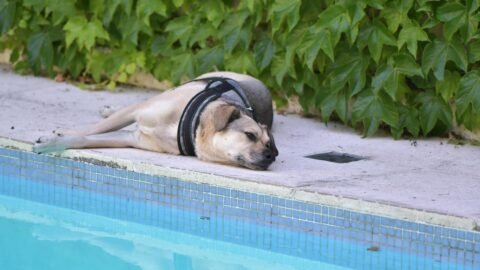 Canine Climate Impact News: How A Warmer World Affects Dogs