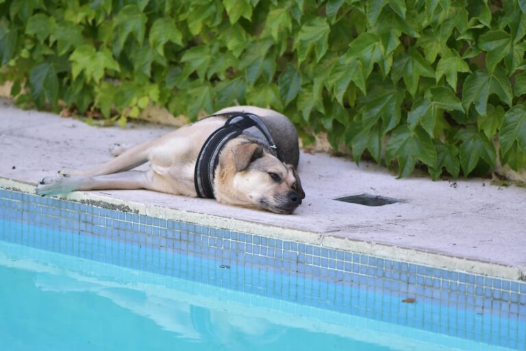 Canine Climate Impact News: How A Warmer World Affects Dogs